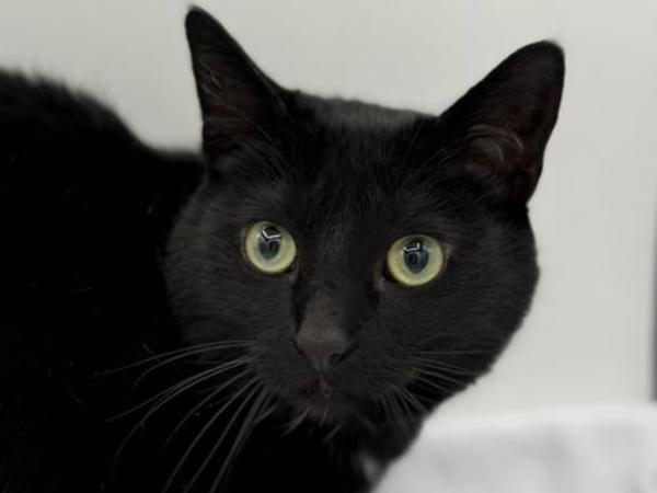 Olive, Adoptable, Adult Female Domestic Short Hair.