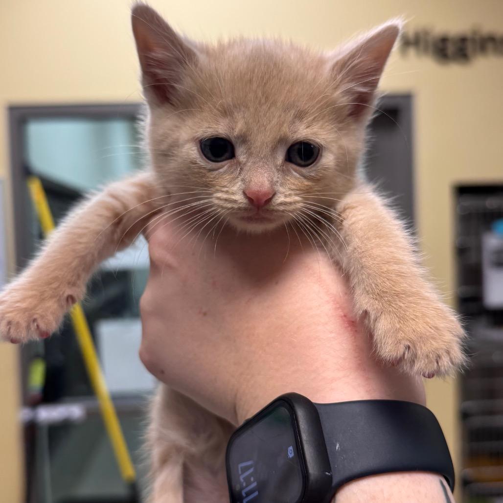 Enlarge Prince, a Adoptable Domestic Short Hair in Roanoke, VA image 1/1