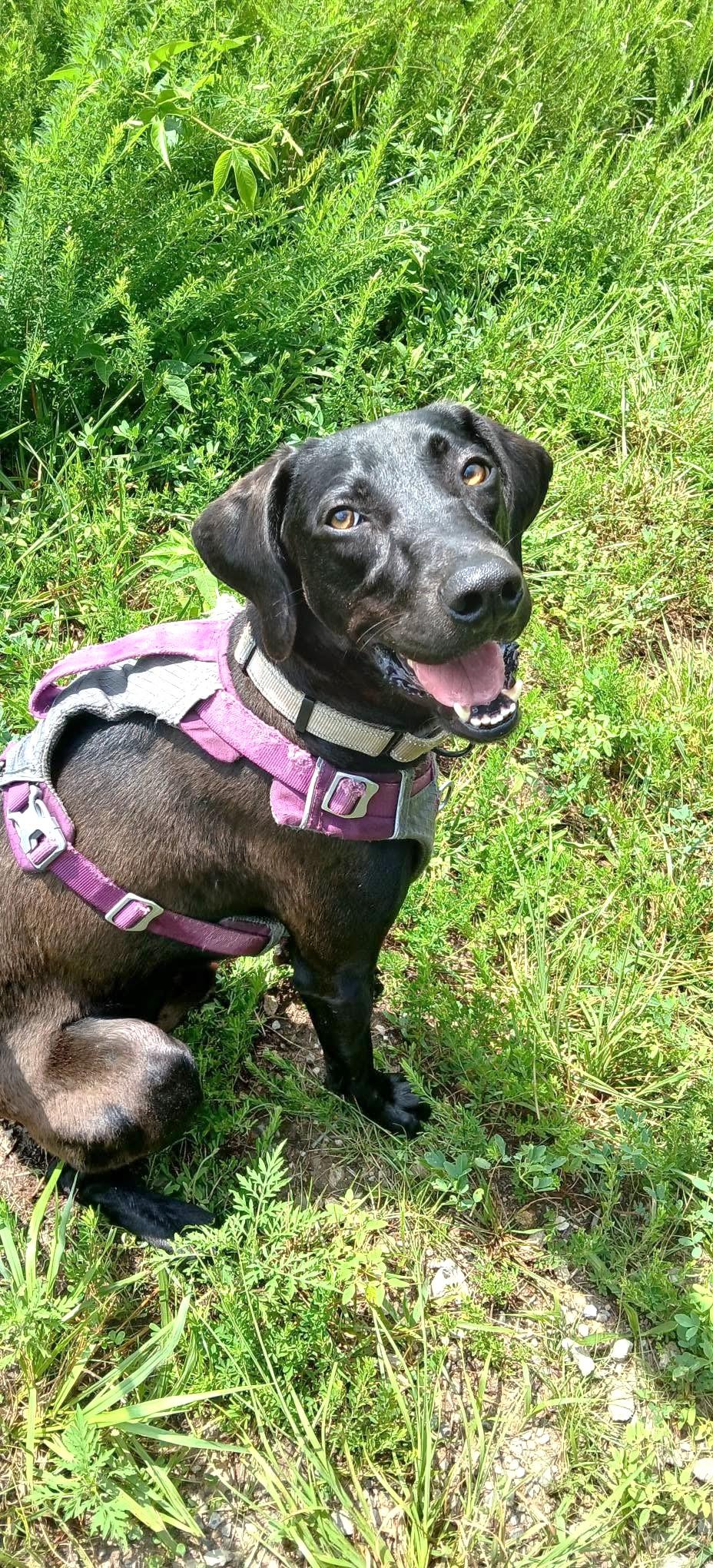 COLE, ADOPTABLE, Adult Male Labrador Retriever & Hound.
