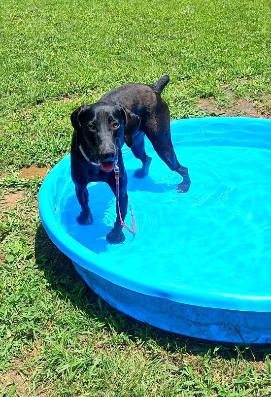 COLE, a ADOPTABLE mixed breed in Pegram, TN image 1/6