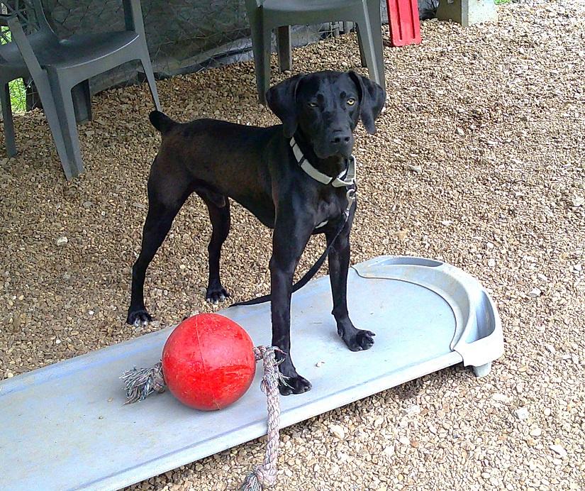 Enlarge COLE, a ADOPTABLE mixed breed in Pegram, TN image 6/6