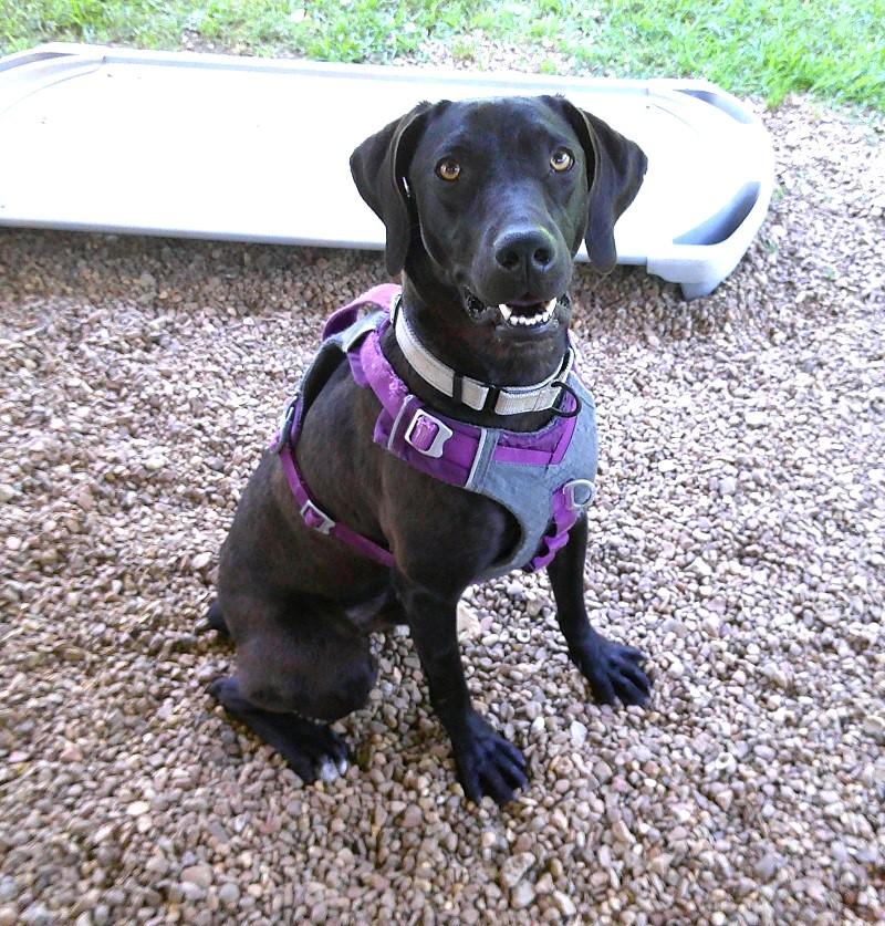 COLE, ADOPTABLE, Adult Male Labrador Retriever & Hound.