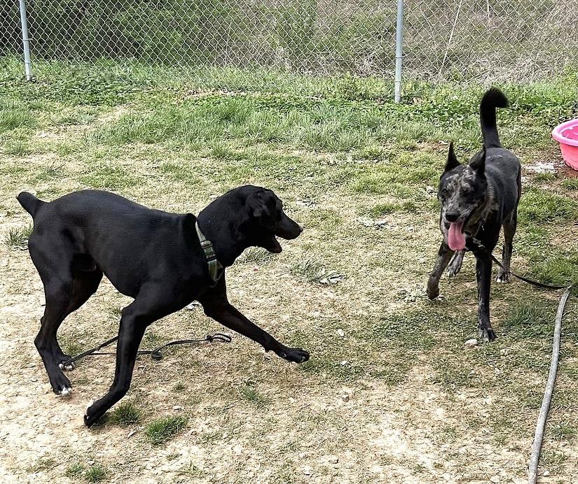 COLE, a ADOPTABLE mixed breed in Pegram, TN image 4/6