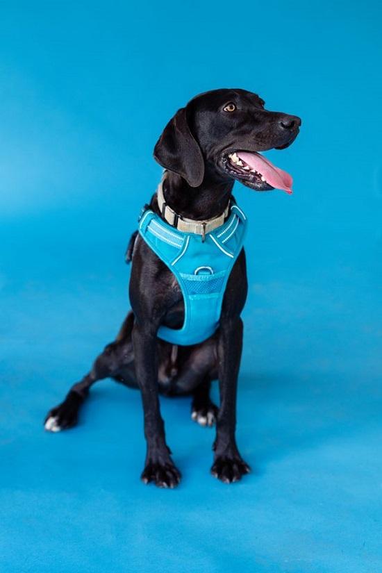 COLE, ADOPTABLE, Adult Male Labrador Retriever & Hound.