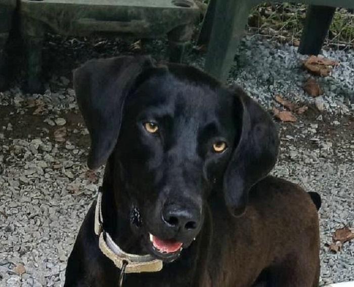 Enlarge COLE, a Adoptable mixed breed in Pegram, TN image 4/6
