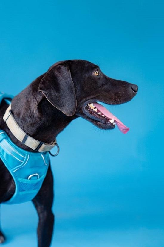 Enlarge COLE, a ADOPTABLE mixed breed in Pegram, TN image 1/6