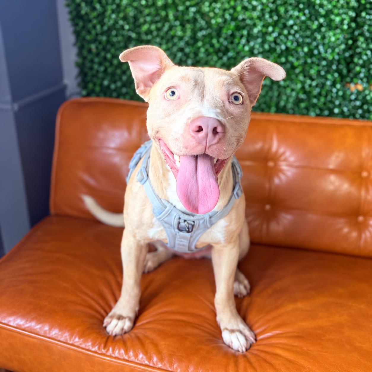 Mojito, Adoptable, Young Female Pit Bull Terrier.