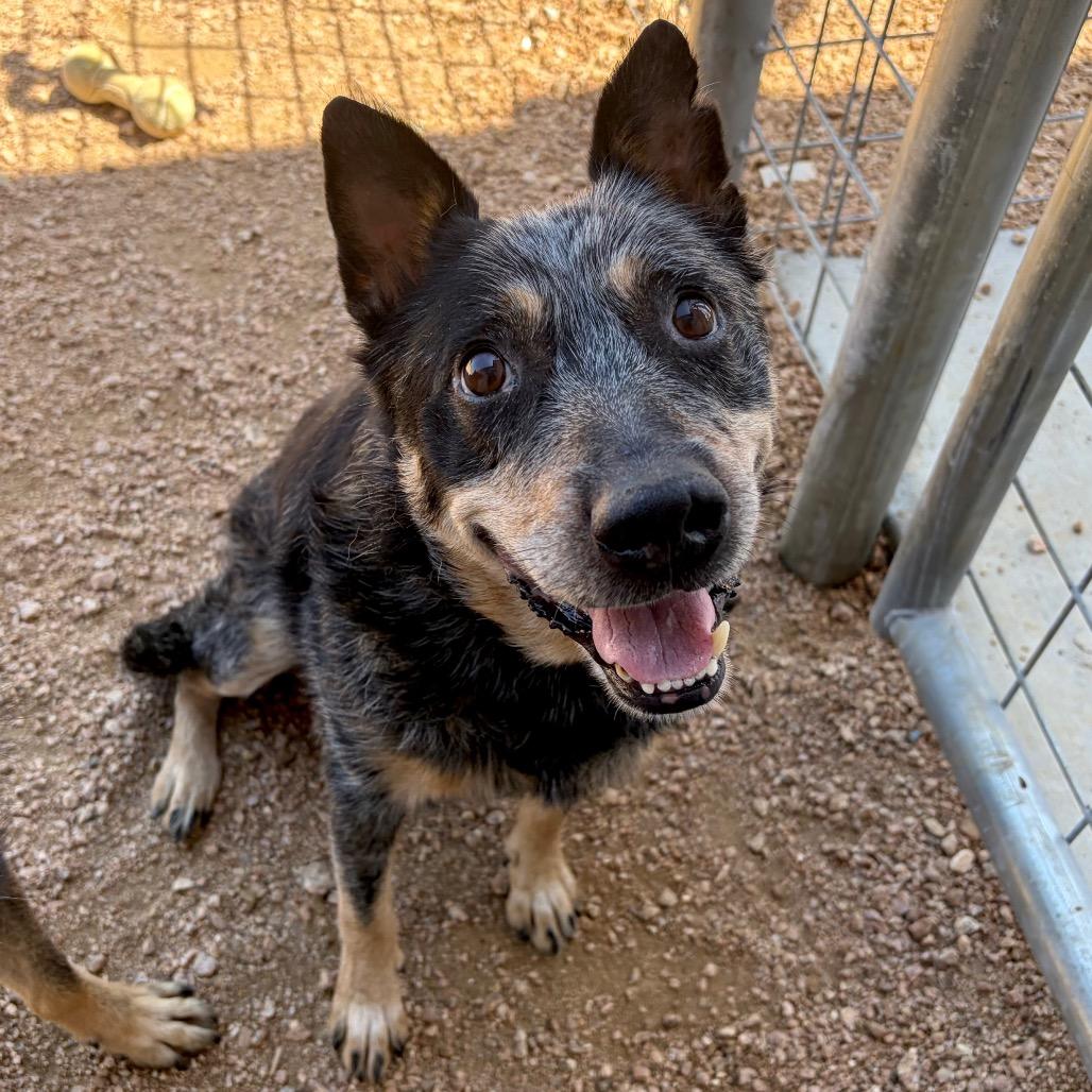 Vida KCAC #604.26, a Adoptable Australian Cattle Dog / Blue Heeler in Kerrville, TX image 1/4