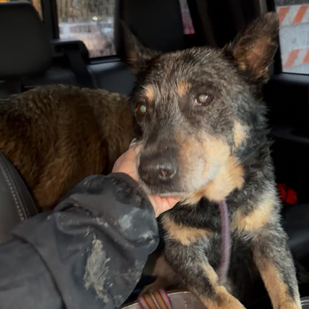Vida KCAC #604.26, a Adoptable Australian Cattle Dog / Blue Heeler in Kerrville, TX image 2/4