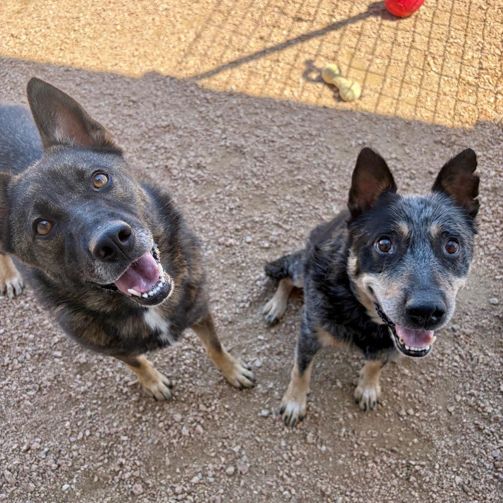 Vida KCAC #604.26, a Adoptable Australian Cattle Dog / Blue Heeler in Kerrville, TX image 3/4