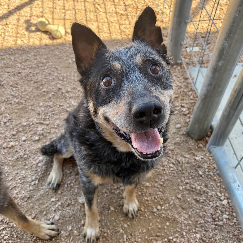 Vida KCAC #604.26, a Adoptable Australian Cattle Dog / Blue Heeler in Kerrville, TX image 4/4