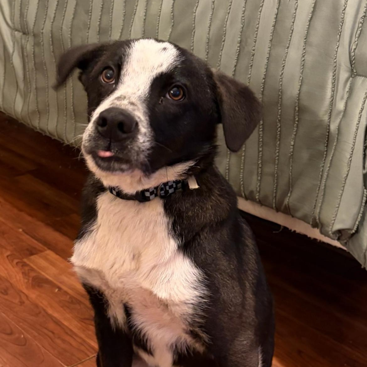 Enlarge Bluey, a ADOPTABLE Mixed Breed in Sunbright, TN image 2/2