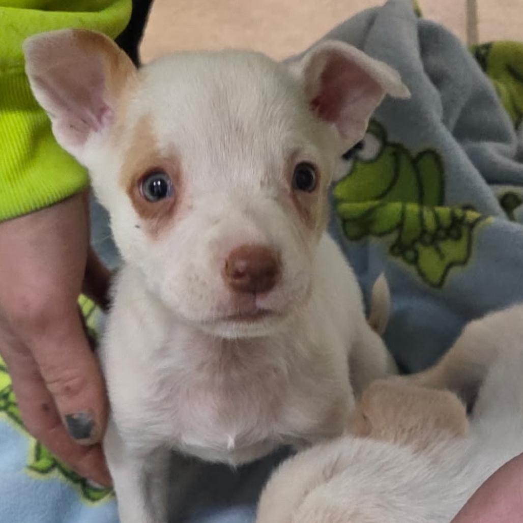 Raccoon, Adoptable, Puppy Male Terrier.