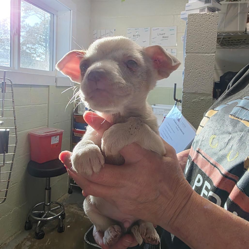 Enlarge Raccoon, a Adoptable mixed breed in Eureka Springs, AR image 2/2