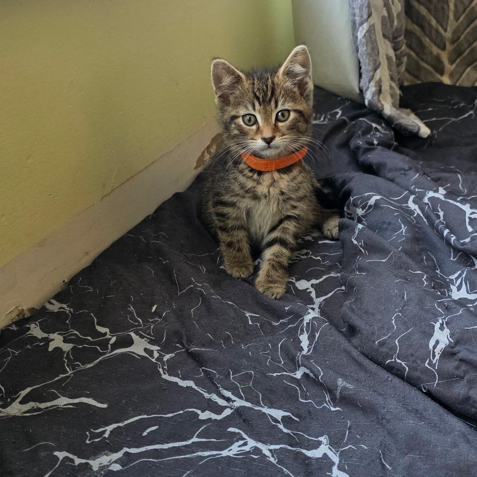 Birch Best Friends With thumbnail 2