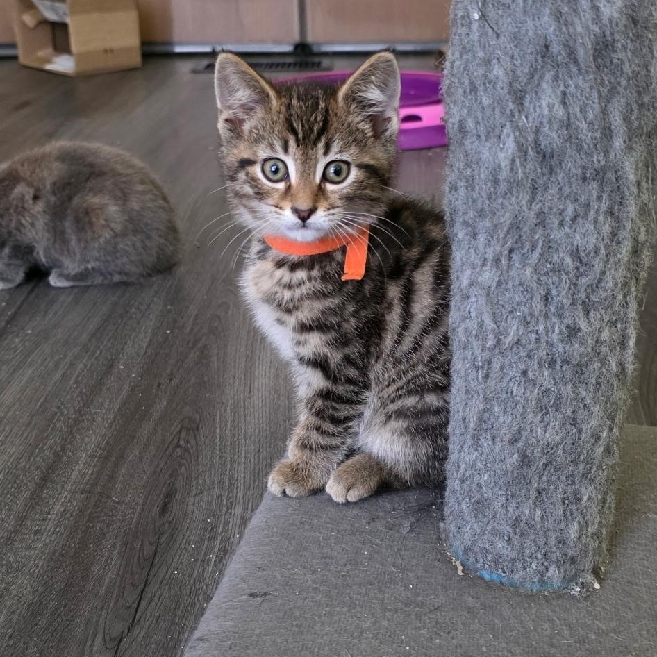 Birch Best Friends With thumbnail 3