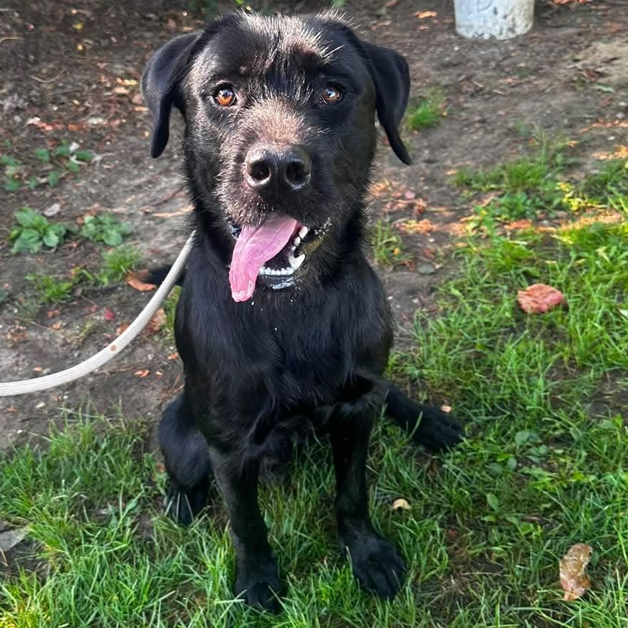 Enlarge 26-362 Kane, a Adopted mixed breed in Amityville, NY image 4/6