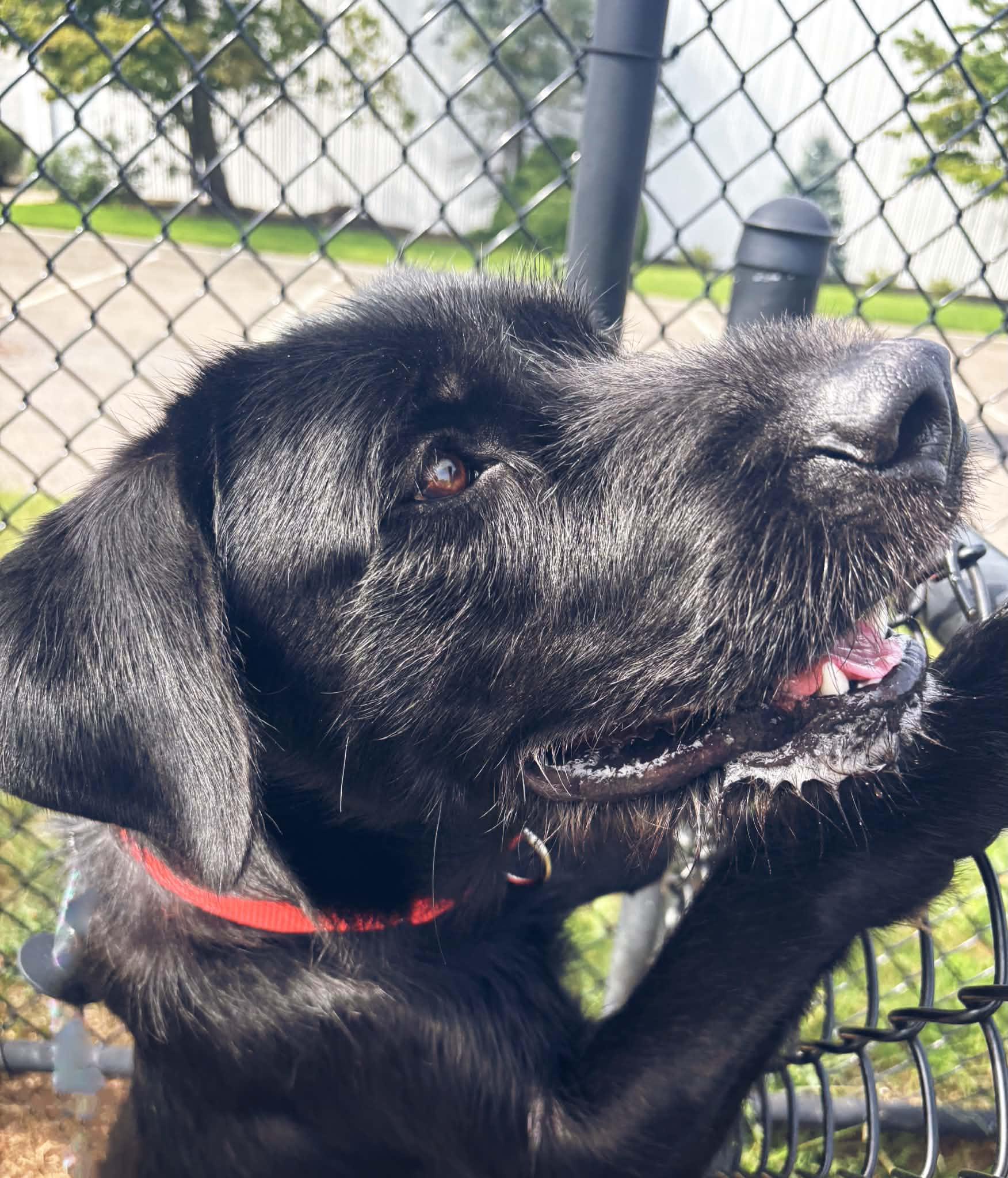 Enlarge 26-362 Kane, a Adopted mixed breed in Amityville, NY image 6/6