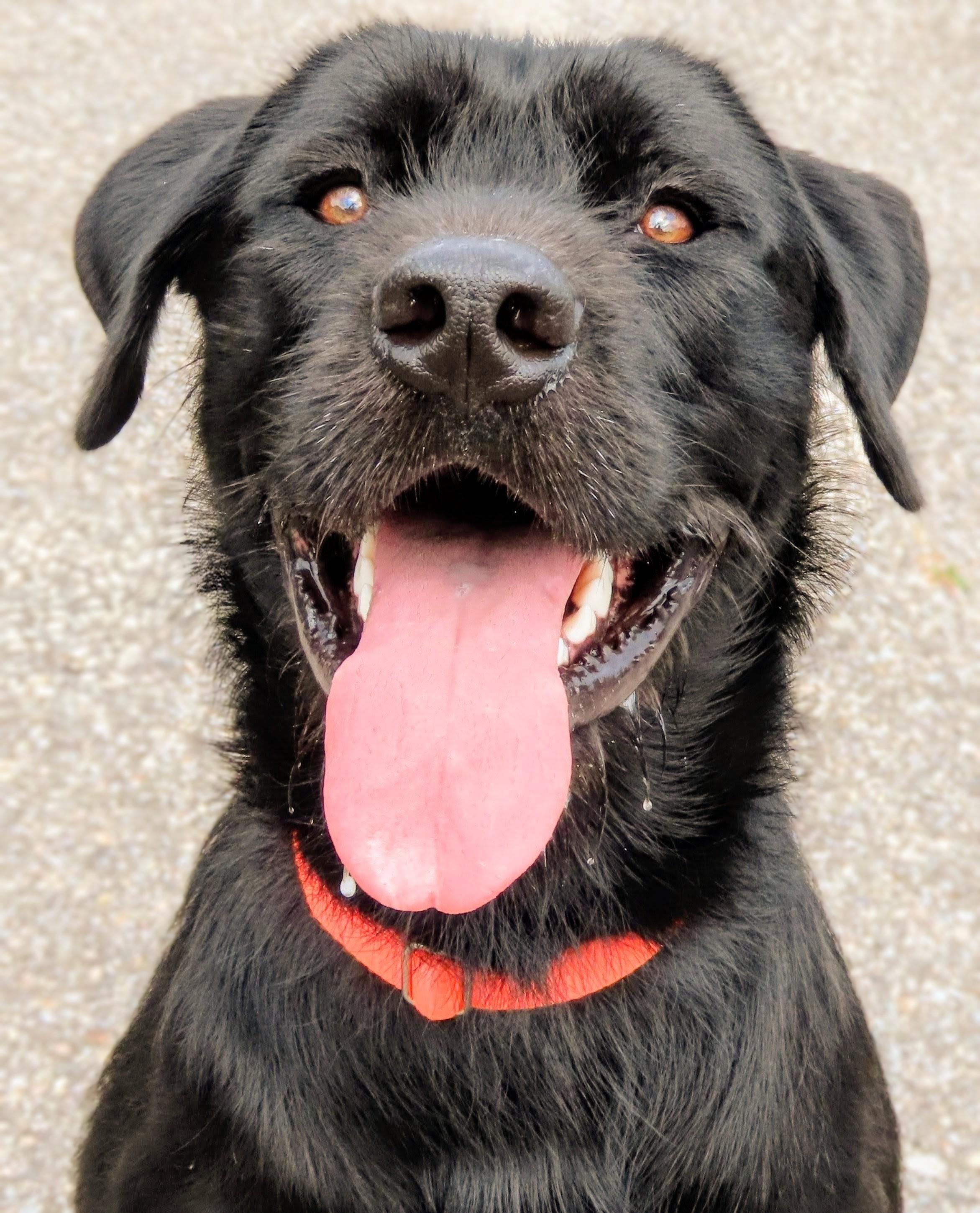Enlarge 26-362 Kane, a Adopted mixed breed in Amityville, NY image 2/6