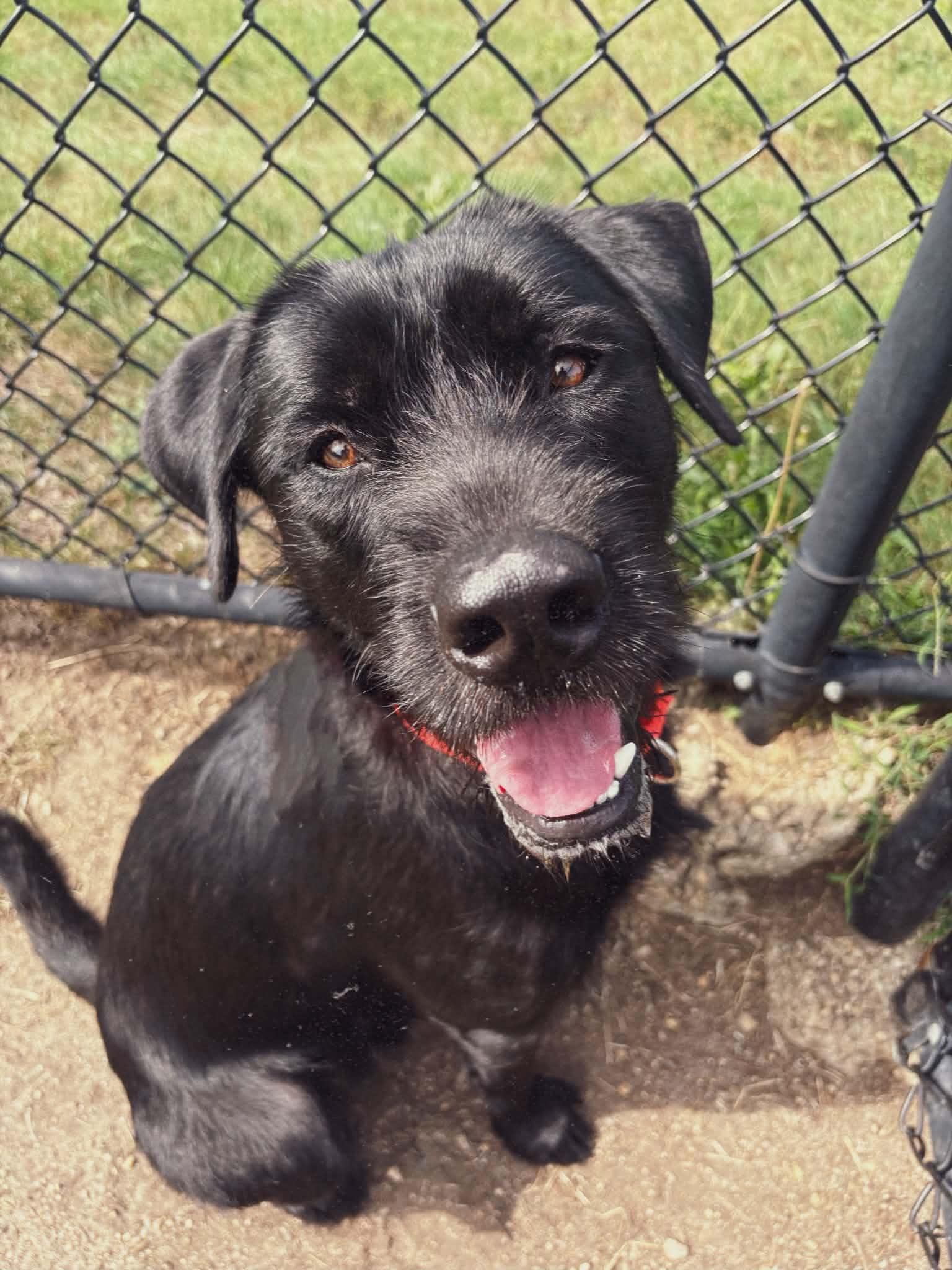 Enlarge 26-362 Kane, a Adopted mixed breed in Amityville, NY image 3/6