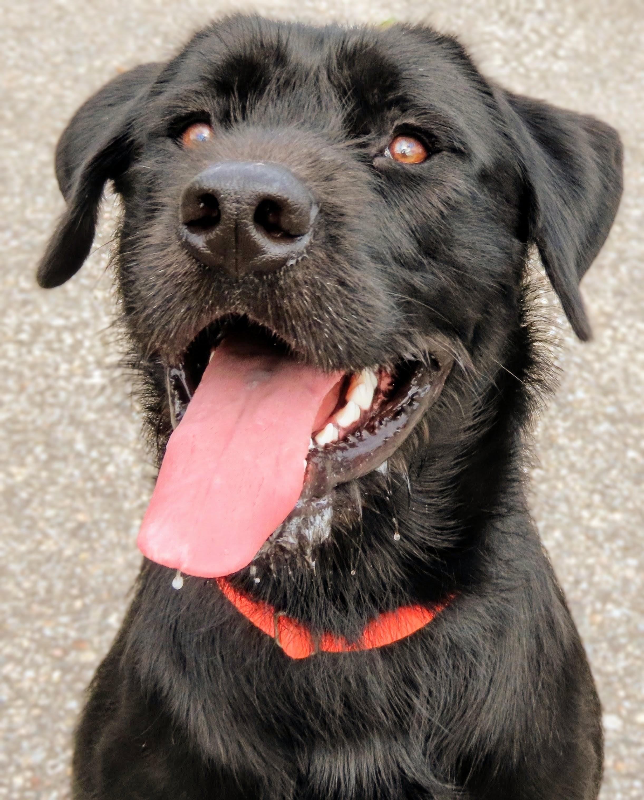 26-362 Kane, Adopted, Adult Male Cane Corso & Pit Bull Terrier.
