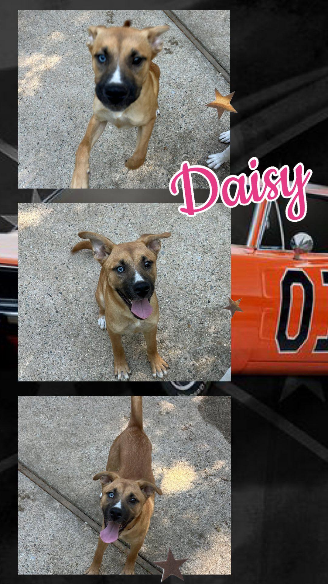 Enlarge Daisy, an adopted mixed breed in Waldwick, NJ image 1/1