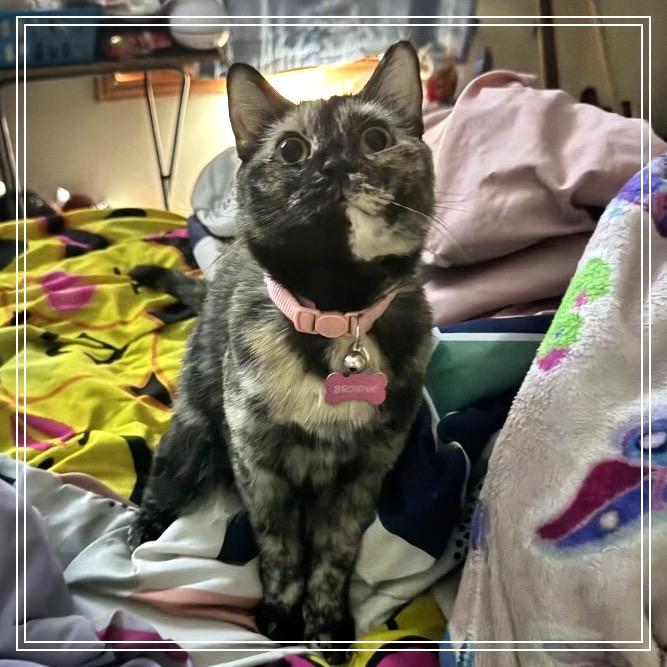 Enlarge Brownie, a Adoptable Domestic Short Hair in Monroe, MI image 1/4