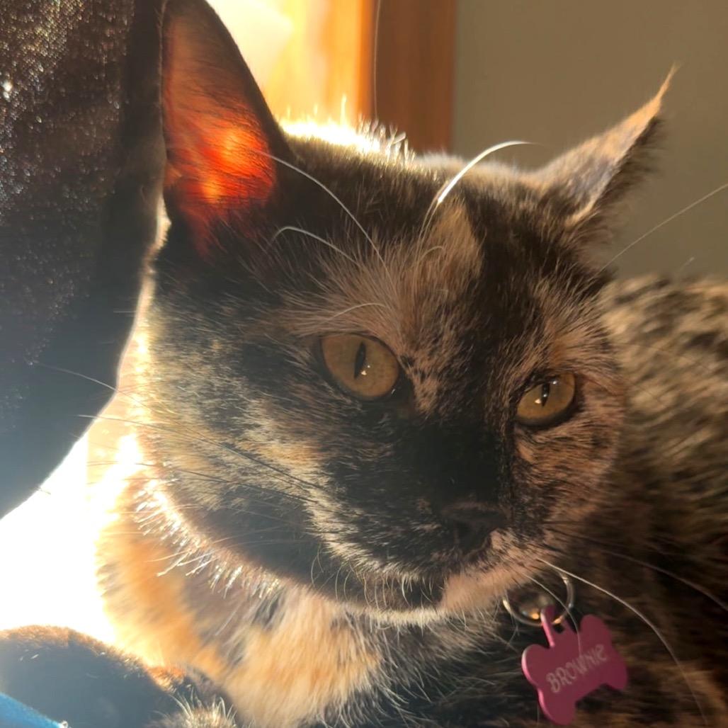 Enlarge Brownie, a Adoptable Domestic Short Hair in Monroe, MI image 2/4