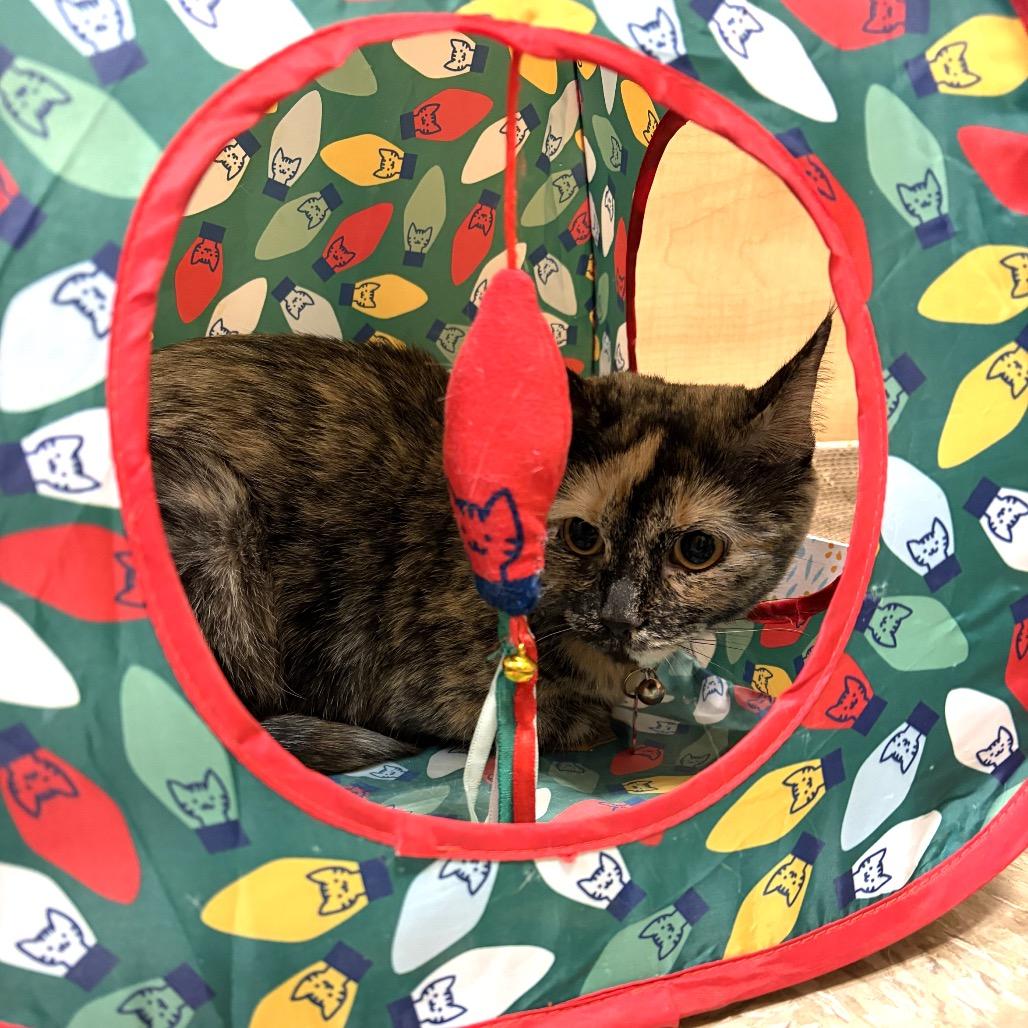 Enlarge Brownie, a Adoptable Domestic Short Hair in Monroe, MI image 3/4