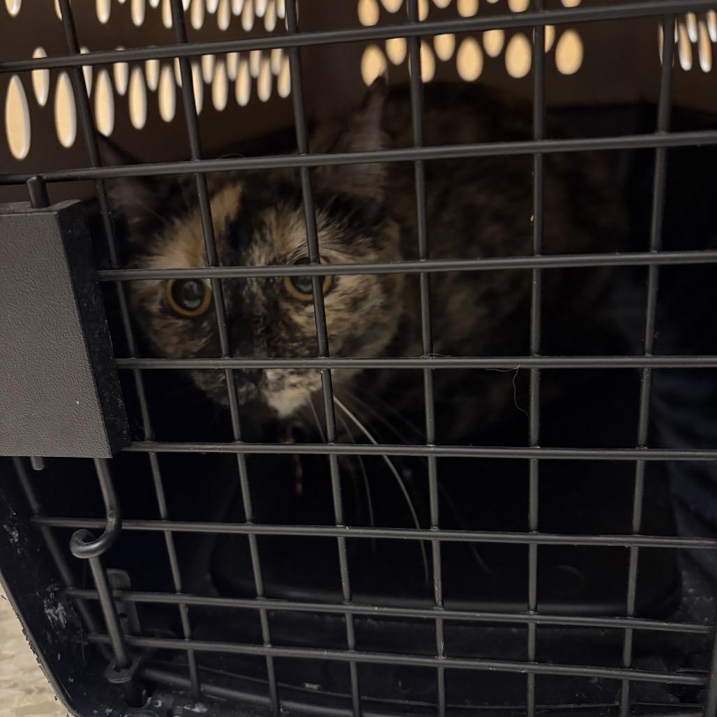 Enlarge Brownie, a Adoptable Domestic Short Hair in Monroe, MI image 4/4
