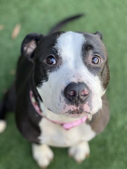 Mymochi, a Adoptable mixed breed in Sacramento, CA image 4/4