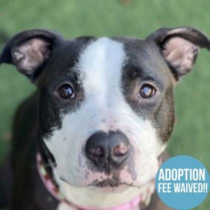 Mymochi, a Adoptable mixed breed in Sacramento, CA image 1/4