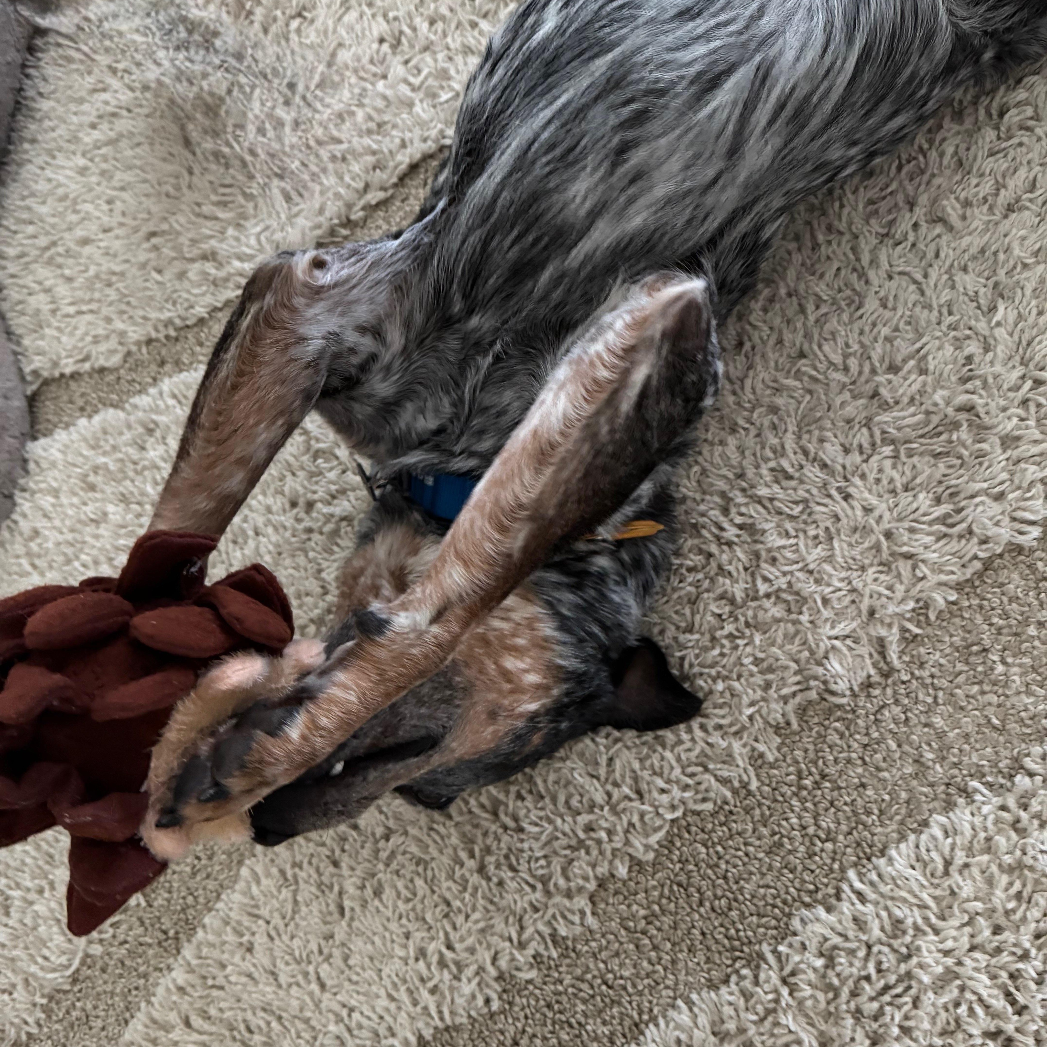 Enlarge Cowboy, an adopted Australian Cattle Dog / Blue Heeler in Austin, TX image 4/5