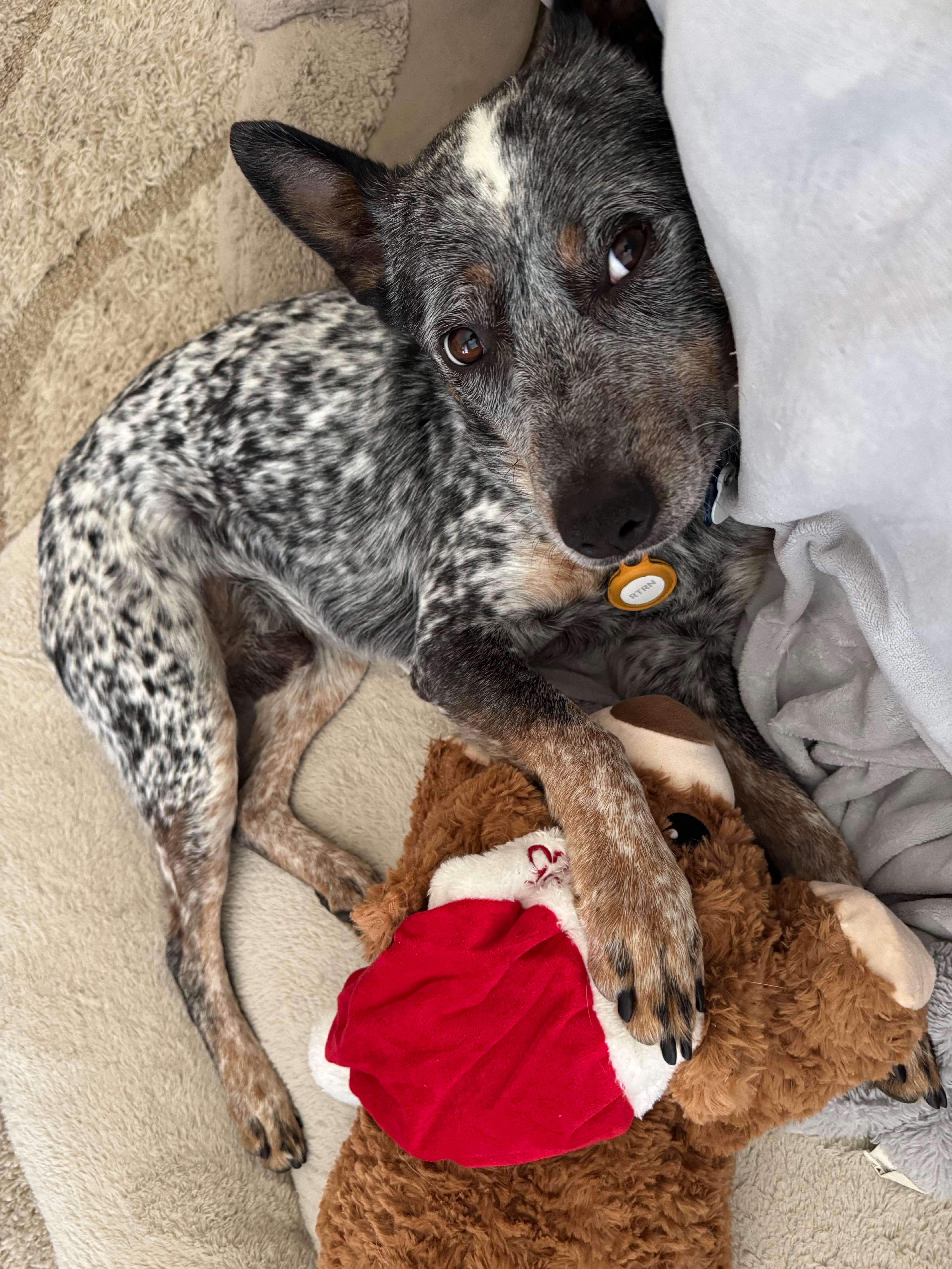 Enlarge Cowboy, an adopted Australian Cattle Dog / Blue Heeler in Austin, TX image 2/5