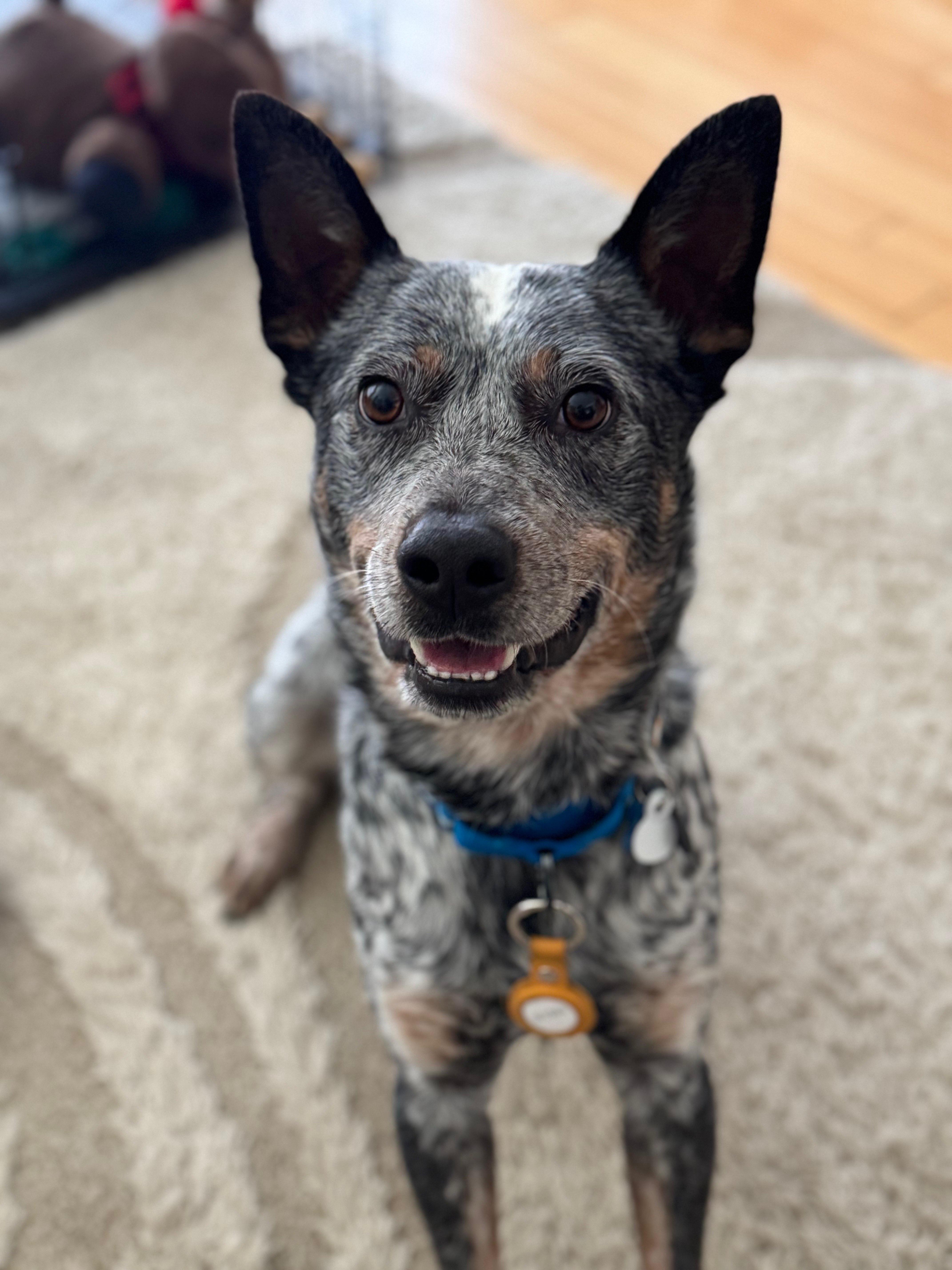 Enlarge Cowboy, an adopted Australian Cattle Dog / Blue Heeler in Austin, TX image 1/5