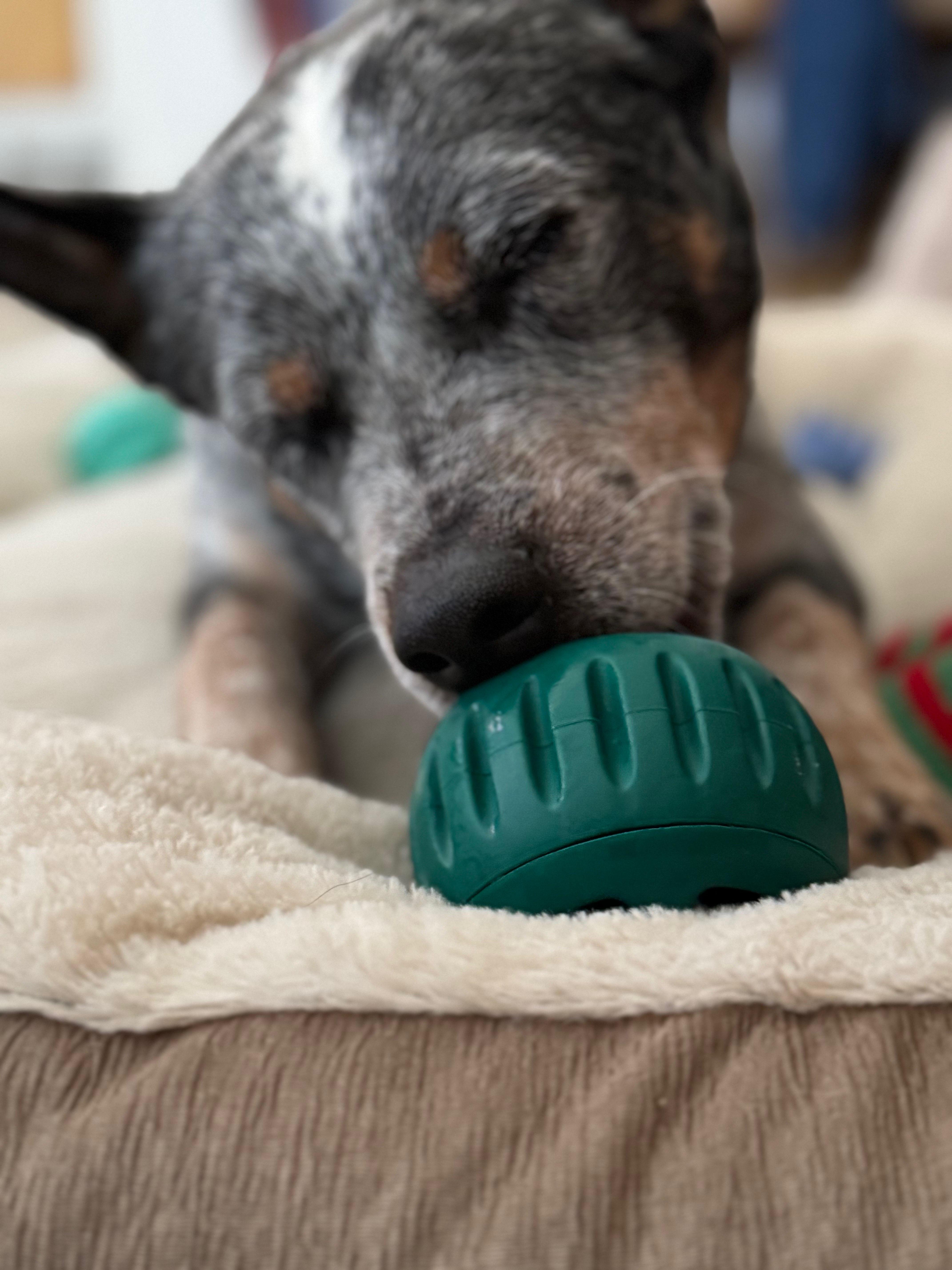 Enlarge Cowboy, an adopted Australian Cattle Dog / Blue Heeler in Austin, TX image 3/5