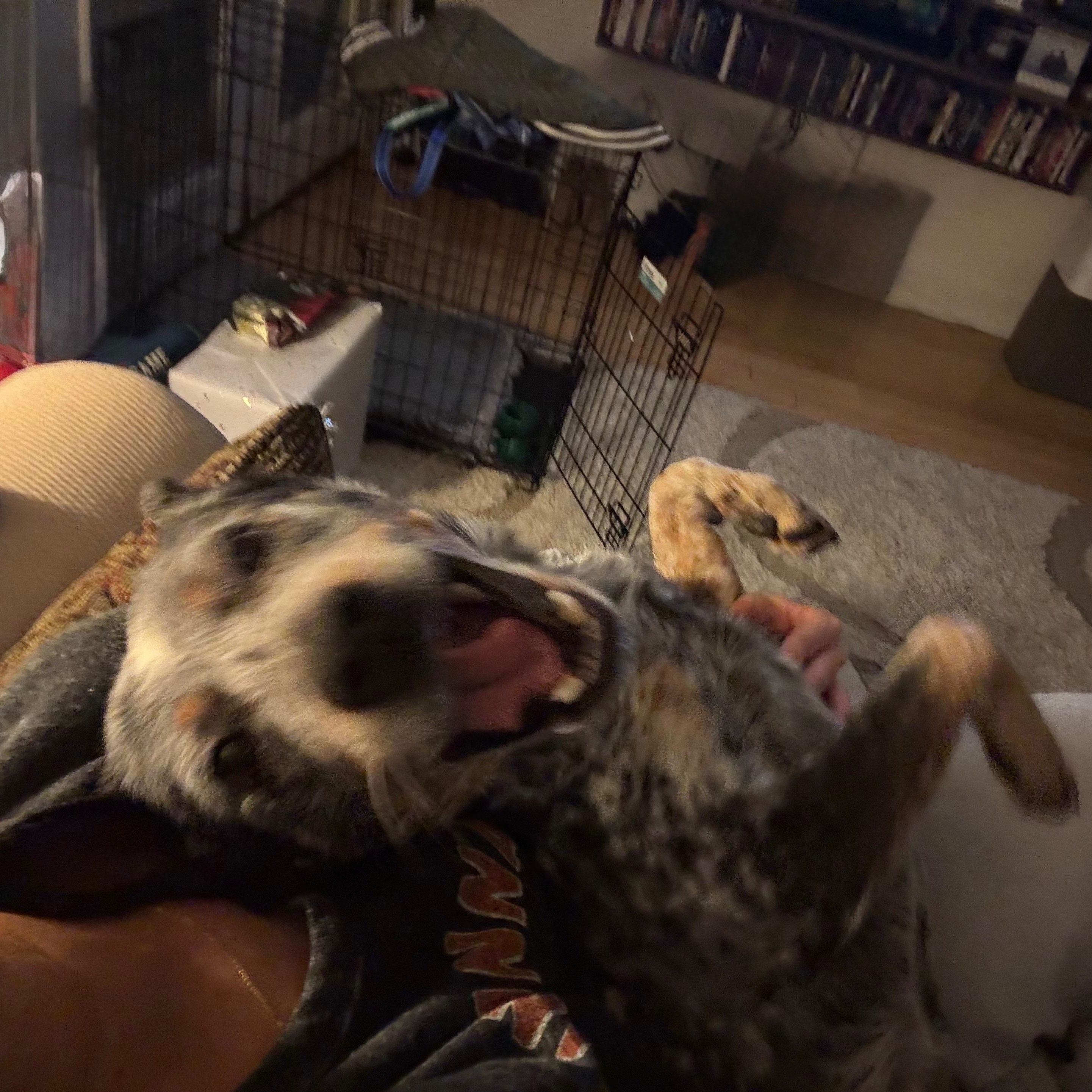 Enlarge Cowboy, an adopted Australian Cattle Dog / Blue Heeler in Austin, TX image 5/5