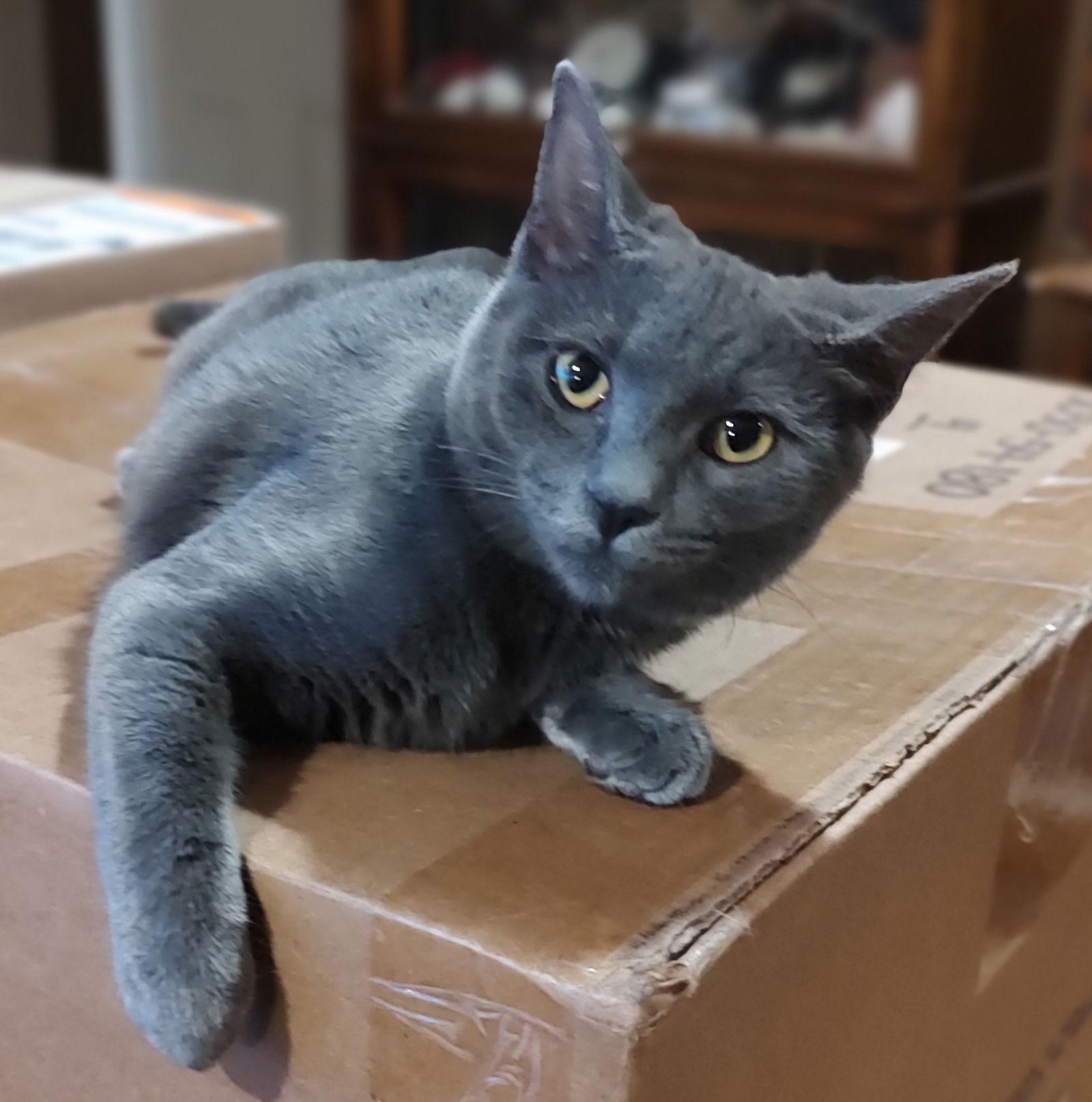 Dorito, Adopted, Young Female Domestic Short Hair.