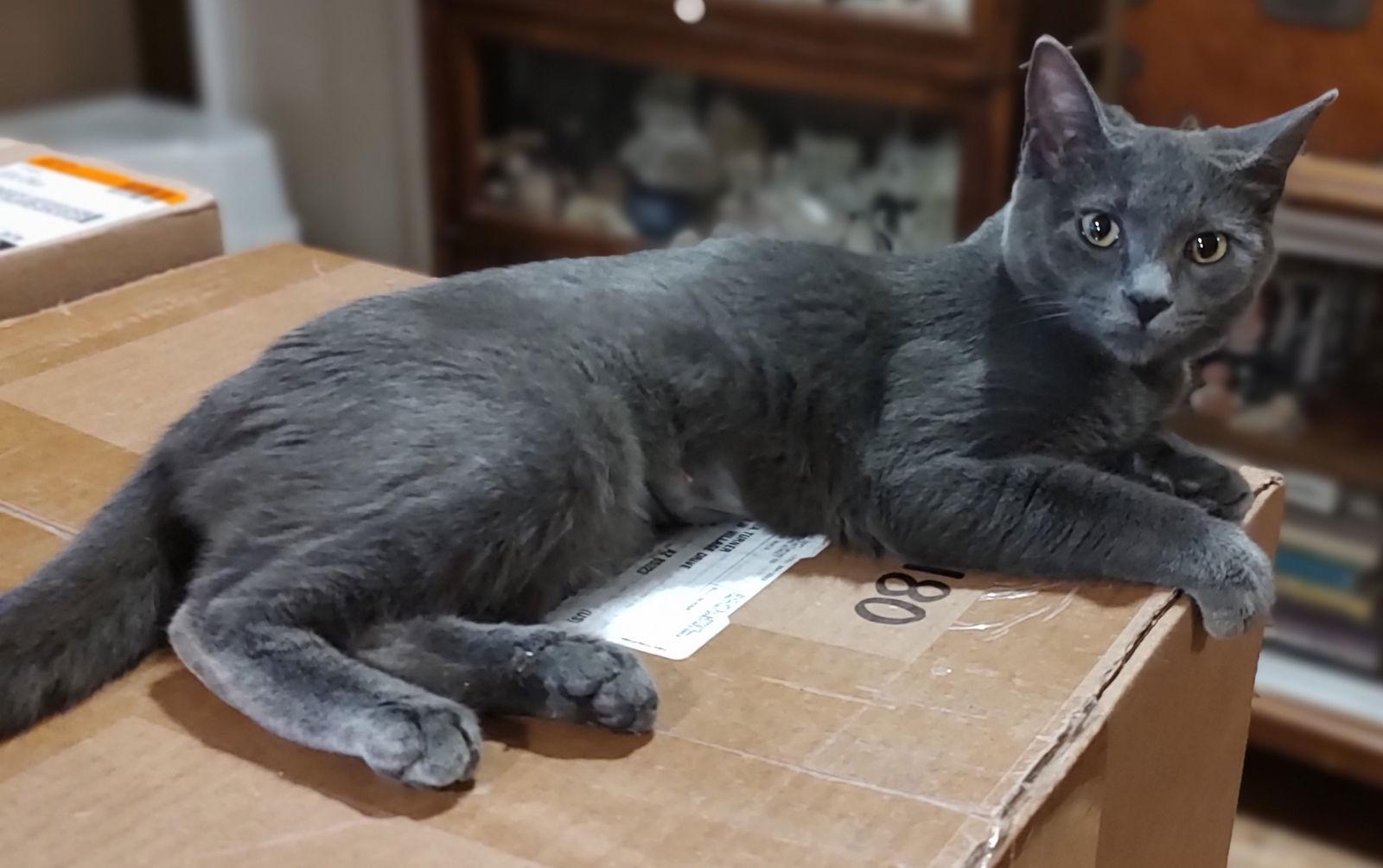 Enlarge Dorito, a Adopted Domestic Short Hair in Phoenix, AZ image 2/3