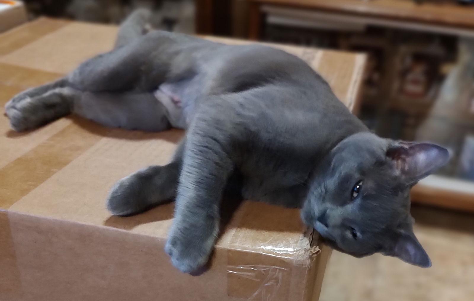 Enlarge Dorito, a Adopted Domestic Short Hair in Phoenix, AZ image 3/3