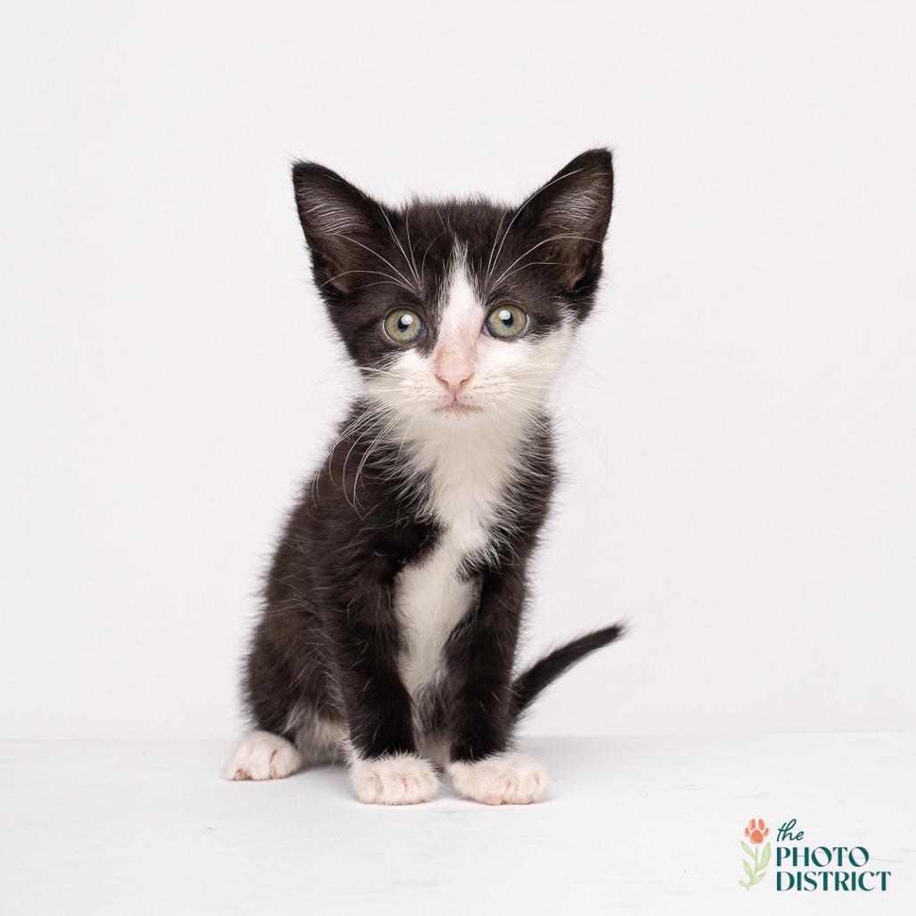 Fiodora, a Adoptable Domestic Short Hair in Wilmington, NC image 4/4