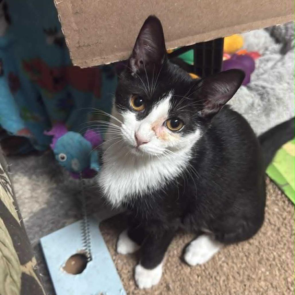 Fiodora, a Adoptable Domestic Short Hair in Wilmington, NC image 2/4