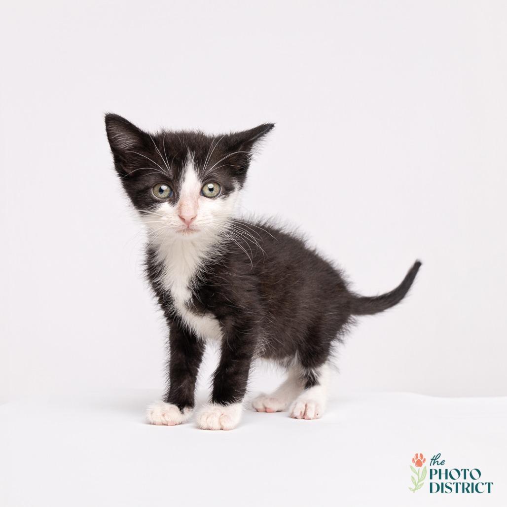Fiodora, a Adoptable Domestic Short Hair in Wilmington, NC image 3/4