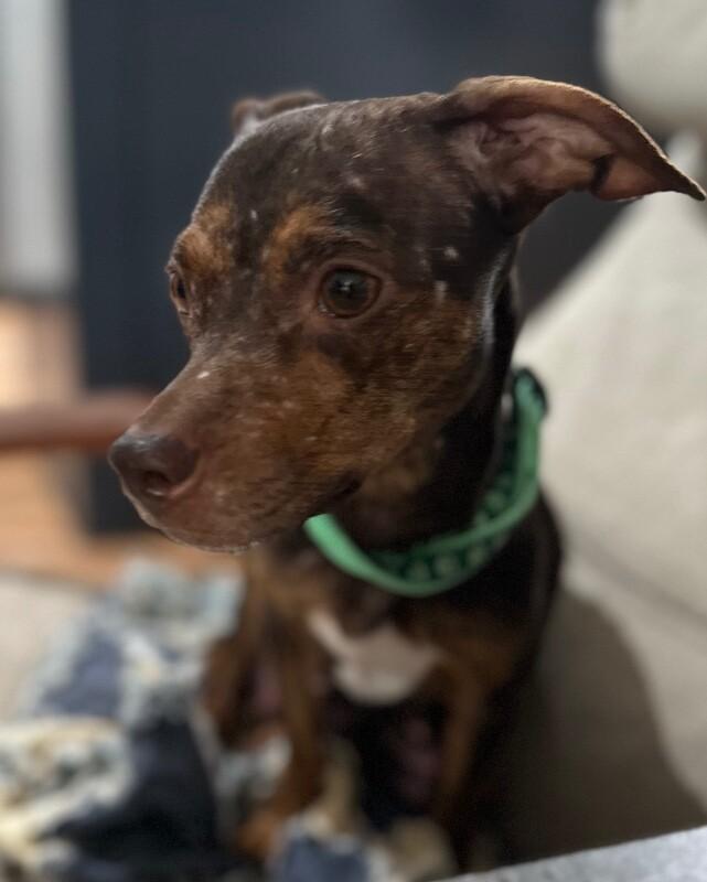 Casio, a Adoptable mixed breed in Windsor, CO image 2/6