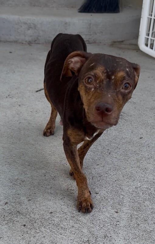 Casio, a Adoptable mixed breed in Windsor, CO image 3/6
