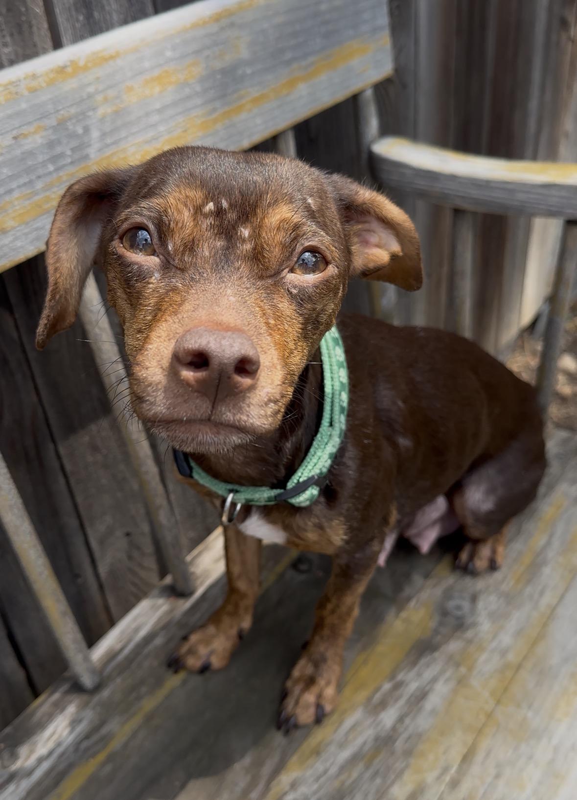 Casio, a Adoptable mixed breed in Windsor, CO image 5/6