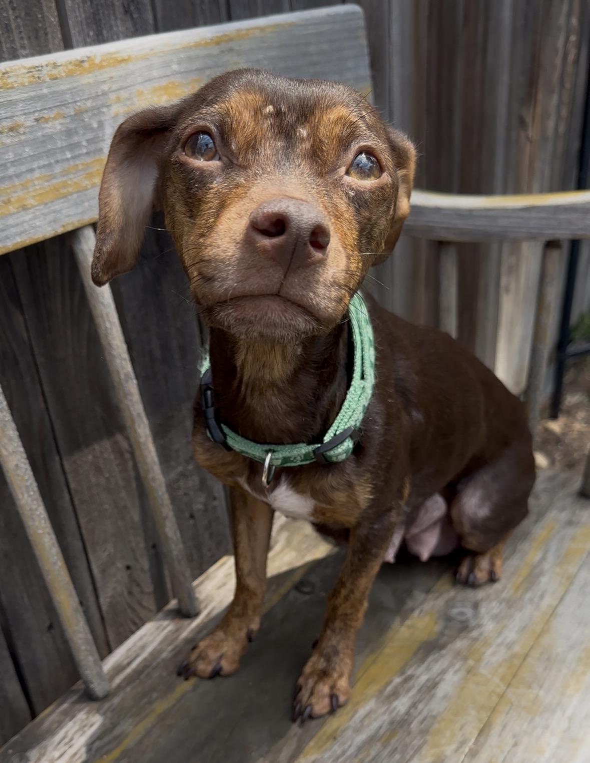 Casio, a Adoptable mixed breed in Windsor, CO image 6/6