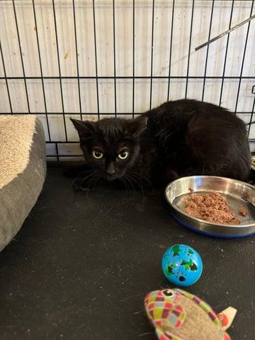 Enlarge Haneli, a Adoptable Domestic Short Hair in Huntington, NY image 1/2