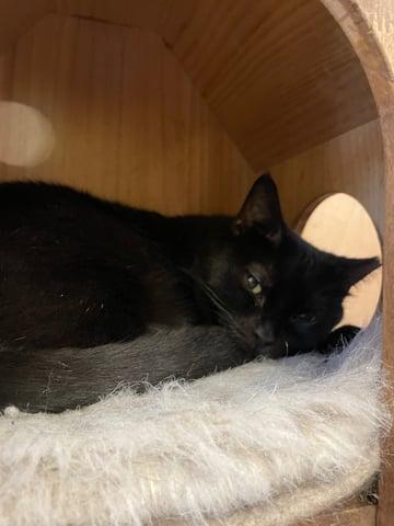 Enlarge Haneli, a Adoptable Domestic Short Hair in Huntington, NY image 2/2