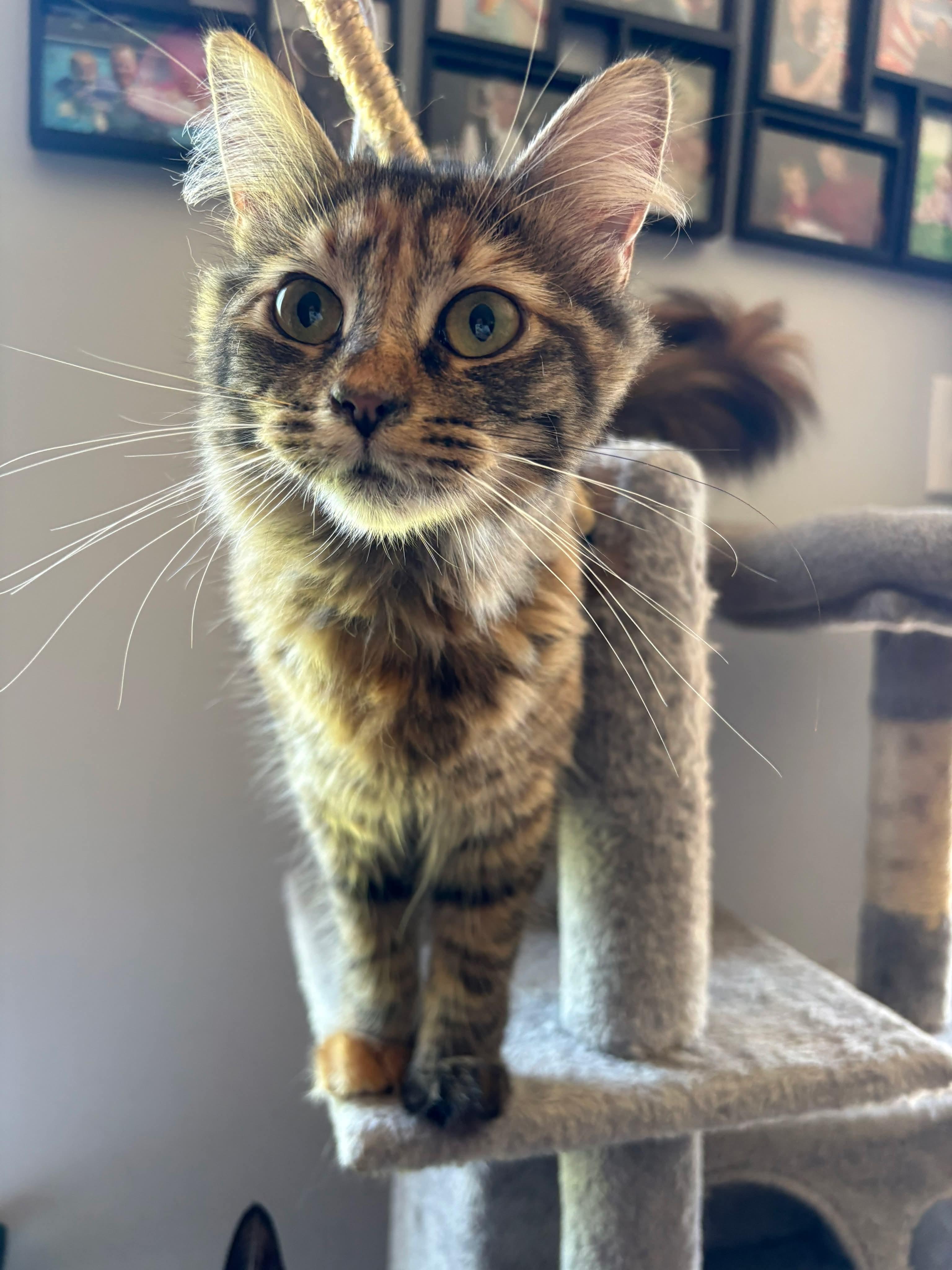 Mia, an adopted Domestic Long Hair in Terrebonne, QC image 5/6